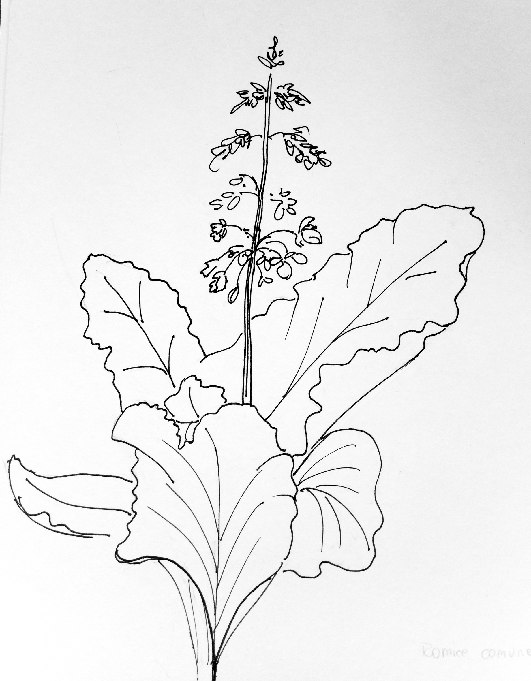 RUMEX OBTUSIFOLIUS L. - romice comune